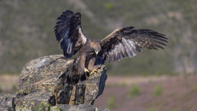 Golden eagle (Aquila chrysaetos), female landing on a lichen-covered rock, flight, flying, habitat,