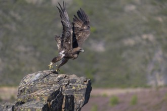 Golden eagle (Aquila chrysaetos), male, Tercel taking off from a lichen-covered rock, flight,