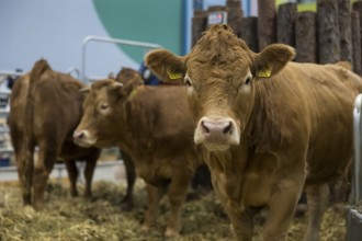Cows in the animal hall at the Green Week at the exhibition center in Berlin on 16.01.2026. The