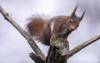 Squirrel (Sciurus vulgaris), Emsland, Lower Saxony, Germany