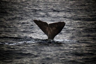 Whale fluke rises out of water in Andenes during whale watching, Andenes, Vesterålen, Norway