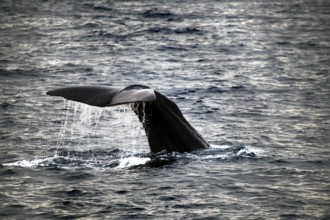 Fluke of a sperm whale in the ocean near Andenes during whale watching, Andenes, Vesterålen, Norway