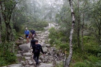 Tourists descend on a rocky trail through wooded terrain near Preikestolen, Preikestolen, Rogaland,