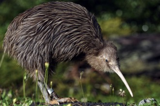 Northern striped kiwi searching for food in its natural environment, Franz Josef Glacier, New