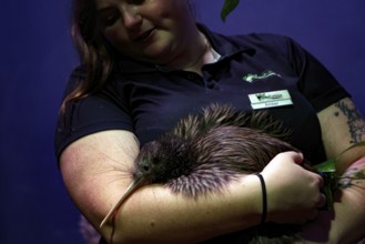 Woman lovingly holding a kiwi in her arms against a dark background, Franz Josef Glacier, West