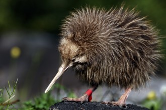 Northern striped kiwi chicks with fluffy plumage on a mossy background, Franz Josef Glacier, New