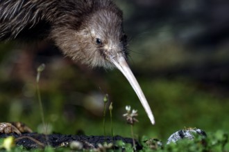 Close-up of a northern striped kiwi exploring the soil, Franz Josef Glacier, New Zealand