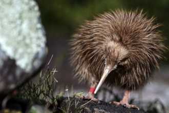 Fluffy chick of northern striped kiwi on mossy soil, Franz Josef Glacier, New Zealand