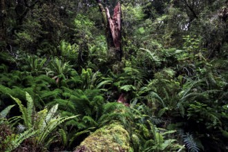 Dense fern vegetation in lush forest on Lake Marian Track, Lake Marian Track, Fjordland, New