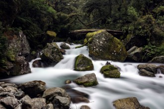 Waterfall surrounded by moss-covered rocks in thick forest, Lake Marian Track, Fjordland, New