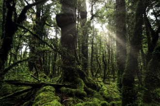 Rays of light shine through thick, moss-covered forest on Lake Gunn Nature Walk, Fjordland National