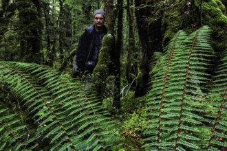 Person among lush ferns in the thick forest of Lake Gunn Nature Walk, Fjordland National Park, New