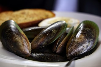 Cooked green shell mussels served on a plate at Havelock Hotel, Havelock, Marlborough, New Zealand
