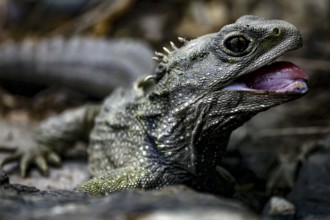 Close-up of a tuatara in the West Coast Wildlife Centre near Franz Josef Glacier, zero