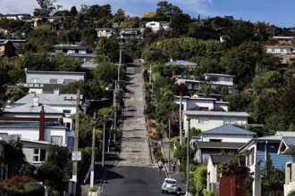 Long, steep residential street with lots of houses and vegetation in Dunedin, Dunedin, Otago, New