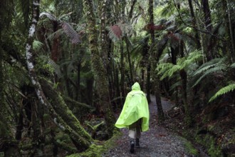 Hiker in a rain-soaked, lush green forest along a narrow trail to Fox Glacier, West Coast, New