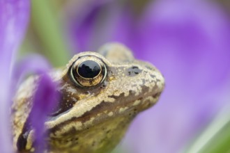 Common frog (Rana temporaria) adult amphibian amongst garden purple crocus flowers in spring,