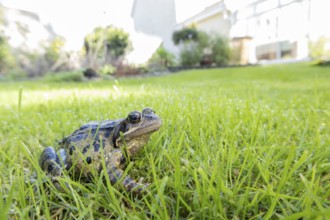 Common frog (Rana temporaria) adult amphibian on a garden grass lawn in summer, England, United