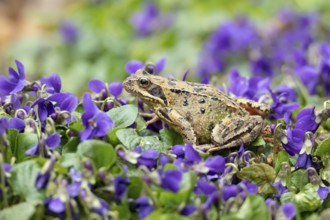 Common frog (Rana temporaria) adult amphibian amongst garden blue violet flowers in spring,