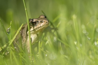 Common frog (Rana temporaria) juvenile baby froglet amphibian amongst grass of a garden lawn in