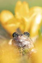Common frog (Rana temporaria) adult amphibian amongst garden yellow crocus flowers in spring,