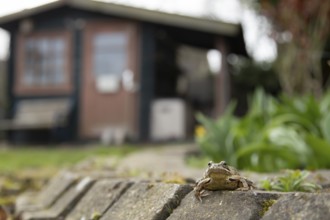 Common frog (Rana temporaria) adult amphibian in a garden with a shed in the background in spring,