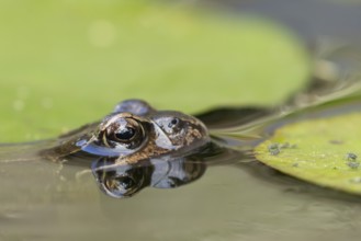 Common frog (Rana temporaria) adult amphibian on the water surface of a garden pond amongst water