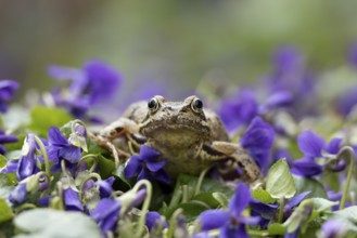 Common frog (Rana temporaria) adult amphibian on garden blue violet flowers in spring, England,