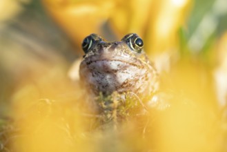 Common frog (Rana temporaria) adult amphibian amongst garden yellow crocus flowers in spring,