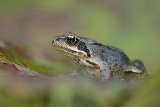 Common frog (Rana temporaria) juvenile baby froglet amphibian on an autumn colour leaf, England,