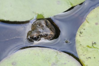 Common frog (Rana temporaria) adult amphibian on the water surface of a garden pond amongst water