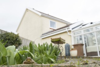 Common frog (Rana temporaria) adult amphibian in a garden with a house in the background in spring,