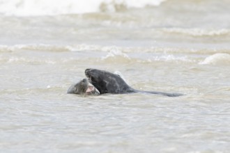 Atlantic grey seal (Halichoerus grypus) two adult animals courting in love in the sea, England,