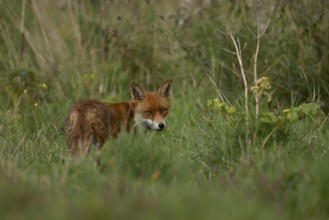 Red fox (Vulpes vulpes) adult animal in countryside grassland, England, United Kingdom