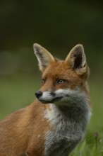 Red fox (Vulpes vulpes) adult animal head portrait, England, United Kingdom