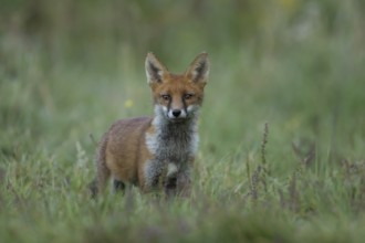 Red fox (Vulpes vulpes) adult animal in grassland, England, United Kingdom