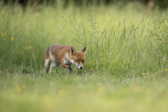 Red fox (Vulpes vulpes) adult animal in countryside grassland in summer, England, United Kingdom