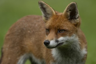 Red fox (Vulpes vulpes) adult animal head portrait, England, United Kingdom