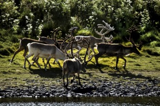 Group of reindeer run along a riverbank in Sarnes