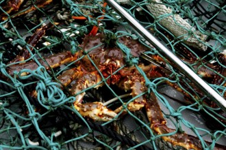 King crabs in a fishing net at Sarnesfjord, Sarnesfjord, Norway