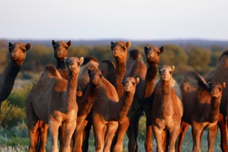 Group of camels in the desert along the Stuart Highway at dusk, zero