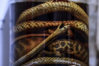 Close-up view of snakes preserved in glass, on display in a hotel on Stuart Highway, zero