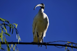 Ibis sits majestically on a branch in the Chinese Garden of Friendship, Sydney, New South Wales,