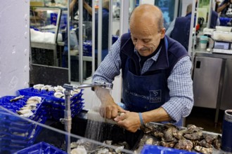 Man opens oysters in front of a blue container at Sydney fish market, Sydney, New South Wales,