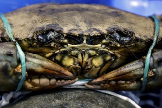 Close-up of a blue crab on ice at a sales stand in Sydney Fish Market, Sydney, New South Wales,