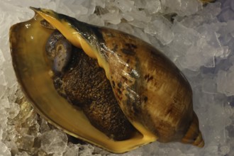 Large melon snail presented on ice at Sydney Fish Market, Sydney, New South Wales, Australia