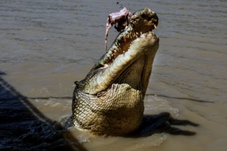 Groin crocodile snaps for prey in Adelaide River, Adelaide River, Northern Territory, Australia