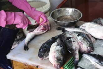 Blowfish is excluded at the Jagalchi fish market, Busan, South Korea