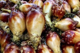 Bright orange Meongge sea sharks in Jagalchi fish market, Busan, South Korea