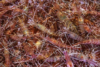 Shrimps in large quantities at the Jagalchi fish market in Busan, Busan, South Korea